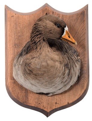 Lot 50 - Taxidermy: A Greater White-Fronted Goose Neck...