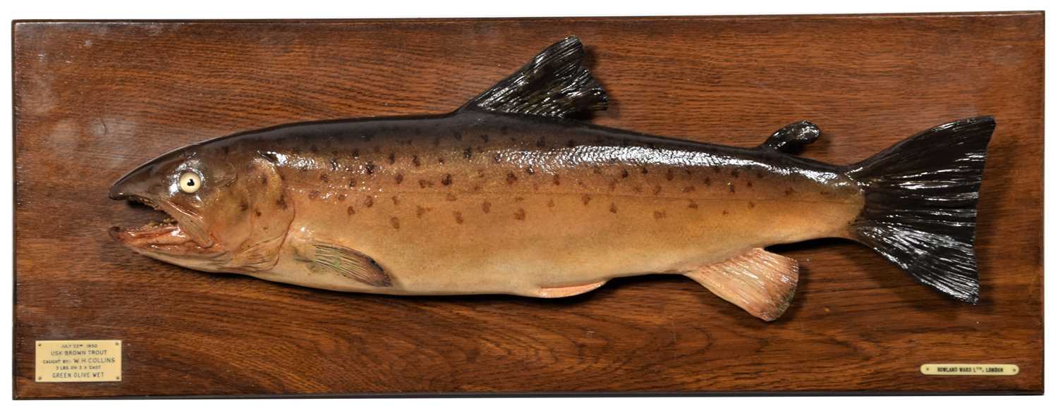 Lot 2 - Taxidermy: A Cast Usk Brown Trout (Salmo...