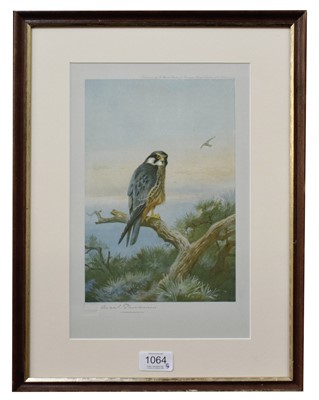 Lot 1064 - After Archibald Thorburn FZS (1860-1935) Hobby...