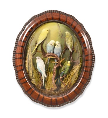 Lot 148 - Taxidermy: A Wall Domed Diorama of Budgerigars...