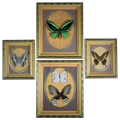 Lot 200 - Entomology: Four Framed Asian & African...