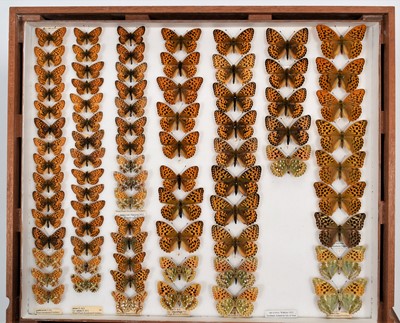 Lot 204 - Entomology: A Fine Collection of British &...
