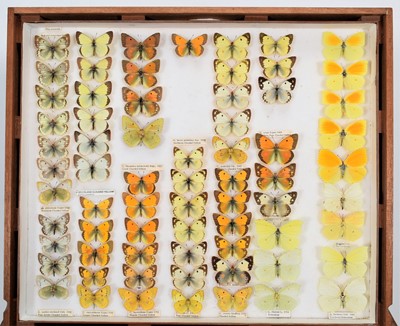 Lot 204 - Entomology: A Fine Collection of British &...