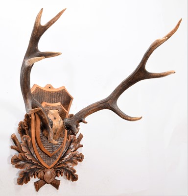 Lot 67 - Antlers/Horns: A Large Set of European Red...