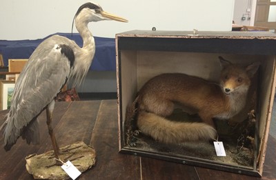 Lot 1103 - A Victorian Grey Heron, full mount adult in...