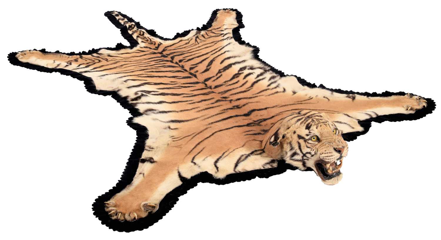 Lot 140 - Taxidermy: Bengal Tiger (Panthera tigris...