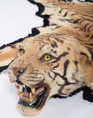 Lot 140 - Taxidermy: Bengal Tiger (Panthera tigris...