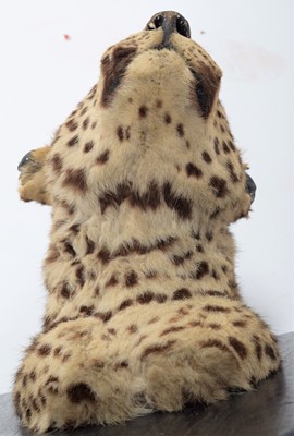 Lot 136 - Taxidermy: Indian Leopard (Panthera pardus...