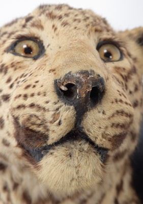Lot 136 - Taxidermy: Indian Leopard (Panthera pardus...