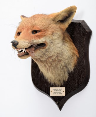 Lot 58 - Taxidermy: Red Fox Mask (Vulpes vulpes), dated...