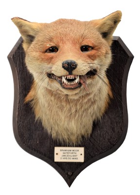 Lot 58 - Taxidermy: Red Fox Mask (Vulpes vulpes), dated...