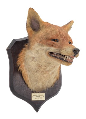 Lot 150 - Taxidermy: Red Fox Mask (Vulpes vulpes), dated...