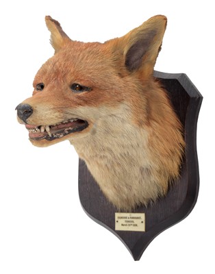Lot 150 - Taxidermy: Red Fox Mask (Vulpes vulpes), dated...