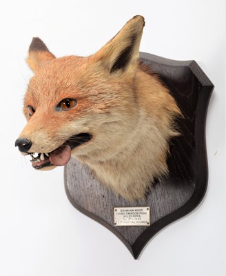 Lot 42 - Taxidermy: Red Fox Mask (Vulpes vulpes), dated...