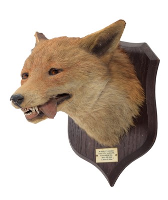 Lot 118 - Taxidermy: Red Fox Mask (Vulpes vulpes), dated...