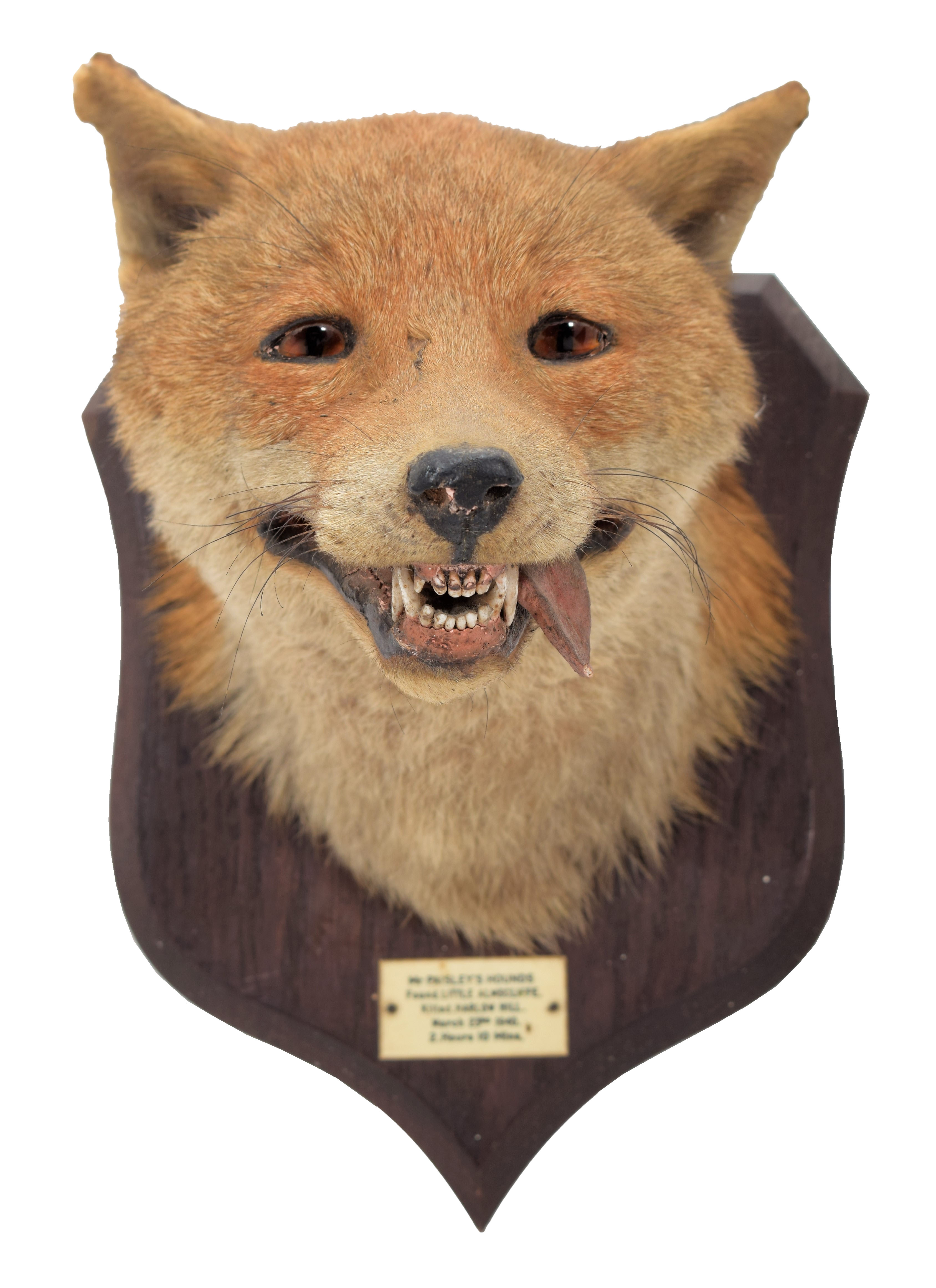 Lot 118 Taxidermy Red Fox Mask Vulpes Vulpes