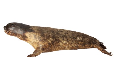 Lot 65 - Taxidermy: A Common Seal (Phoca vitulina),...