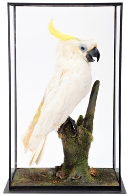 Lot 176 - Taxidermy: A Cased Sulphur-Crested-Cockatoo...