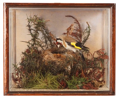 Lot 104 - Taxidermy: A Cased European Goldfinch...
