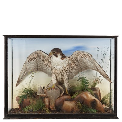 Lot 86 - Taxidermy: A Late Victorian Cased Peregrine...