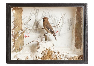 Lot 1 - Taxidermy: A Victorian Cased Bohemian Waxwing...
