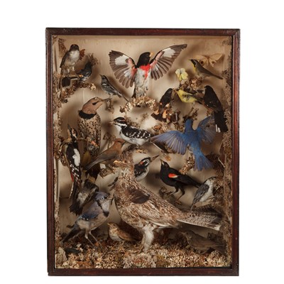 Lot 182 - Taxidermy: A Matched Pair of Cased North &...