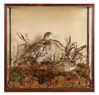 Lot 105 - Taxidermy: A Victorian Cased Family of Ruffed...