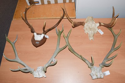 Lot 1176 - Antlers/Horns: Four Sets of Red Deer and Moose...