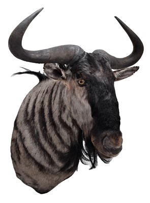 Lot 264 - Taxidermy: Blue Wildebeest (Connochaetes...