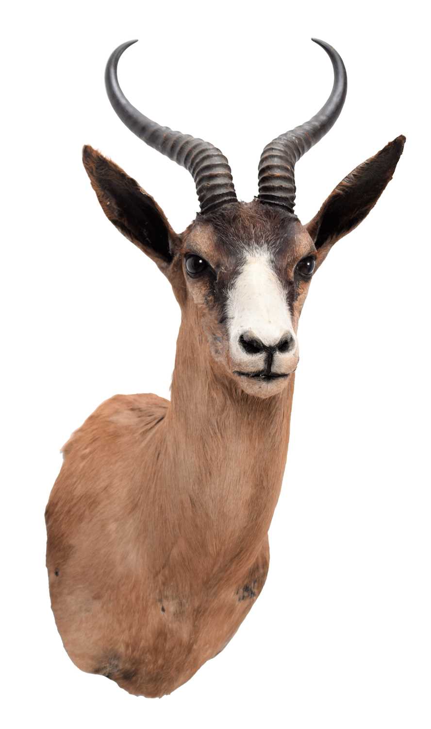 Lot 253 Taxidermy An Unusual Chocolate Brown South