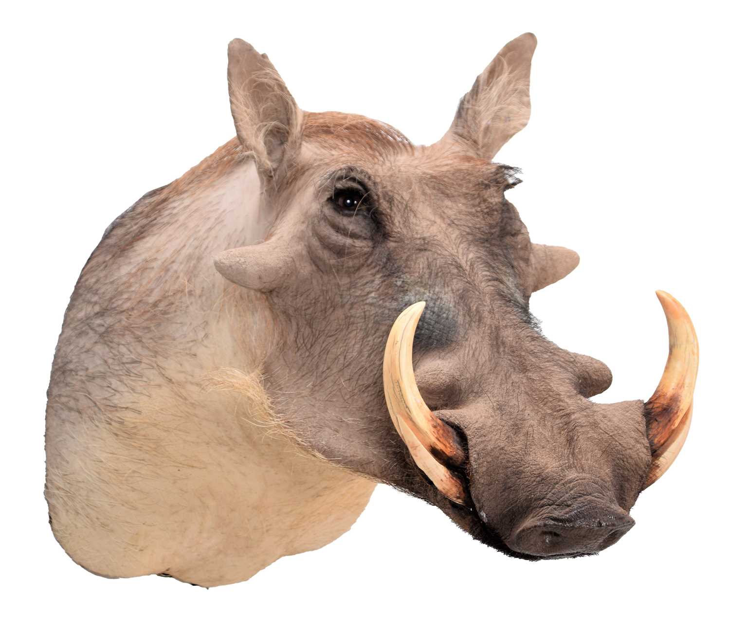 Taxidermy: Common Warthog (Phacochoerus africanus) | Barnebys