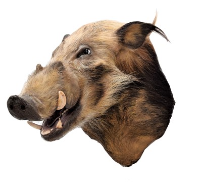 Lot 244 - Taxidermy: African Bushpig (Potamochoerus...