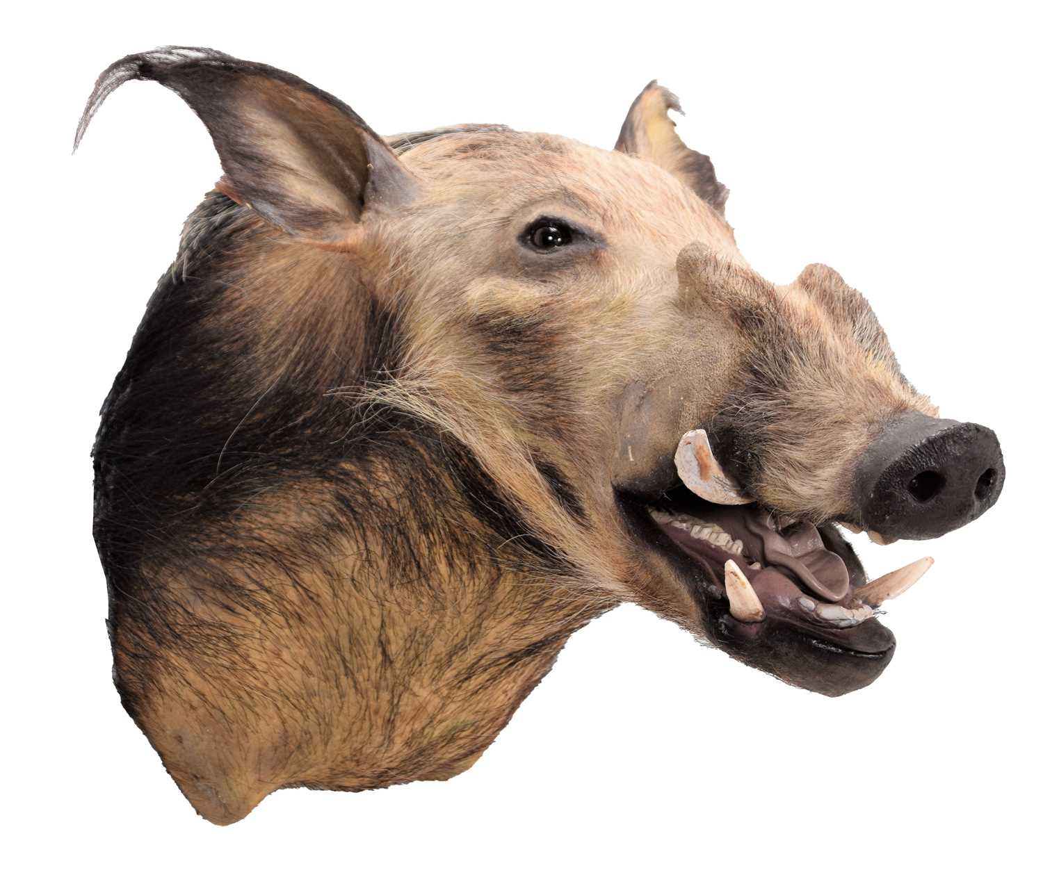 Lot 248 - Taxidermy: African Bushpig (Potamochoerus...