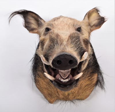 Lot 248 - Taxidermy: African Bushpig (Potamochoerus...