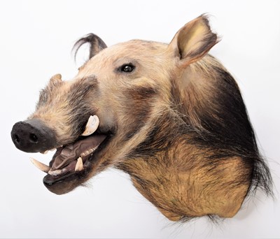 Lot 248 - Taxidermy: African Bushpig (Potamochoerus...