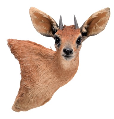 Lot 235 - Taxidermy: Cape Grysbok (Raphicerus melanotis),...