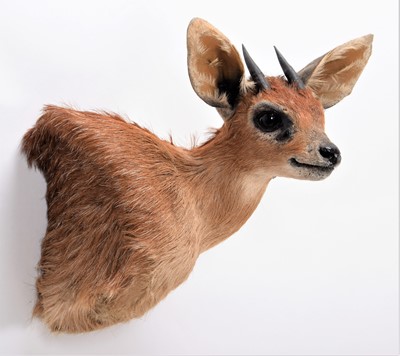 Lot 235 - Taxidermy: Cape Grysbok (Raphicerus melanotis),...