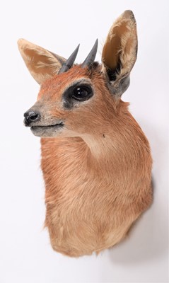 Lot 235 - Taxidermy: Cape Grysbok (Raphicerus melanotis),...