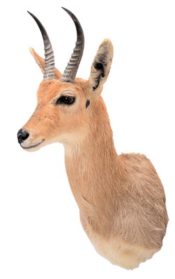 Lot 256 - Taxidermy: Southern Mountain Reedbuck (Redunca...