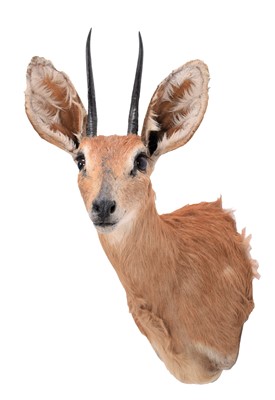 Lot 251 - Taxidermy: South African Steenbok (Raphicerus...