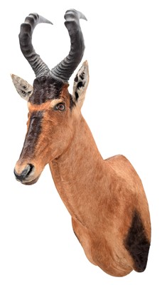 Lot 314 - Taxidermy: Cape Red Hartebeest (Alcelaphus...