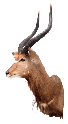 Lot 286 - Taxidermy: Lowland Nyala (Nyala angasii),...