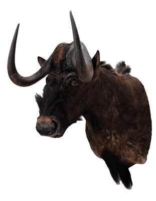 Lot 274 - Taxidermy: Black Wildebeest (Connochaetes...