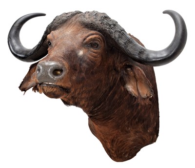Lot 233 - Taxidermy: Cape Buffalo (Syncerus caffer),...