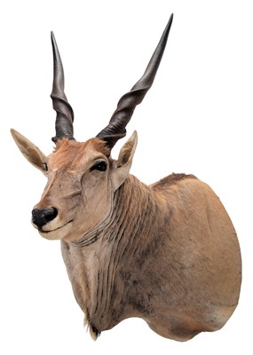 Lot 257 - Taxidermy: Cape Eland (Taurotragus oryx oryx),...