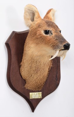 Lot 56 - Taxidermy: Chinese Water Deer (Hydropotes...
