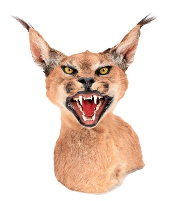 Lot 15 - Taxidermy: South African Caracal Shoulder...