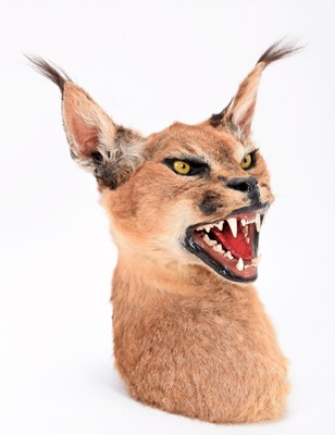 Lot 15 - Taxidermy: South African Caracal Shoulder...