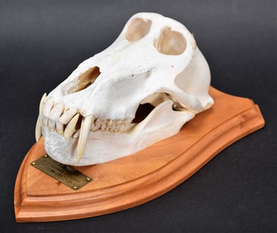 Lot 252 - Skulls/Anatomy: Chacma Baboon Skull (Papio...