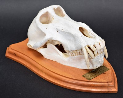 Lot 252 - Skulls/Anatomy: Chacma Baboon Skull (Papio...